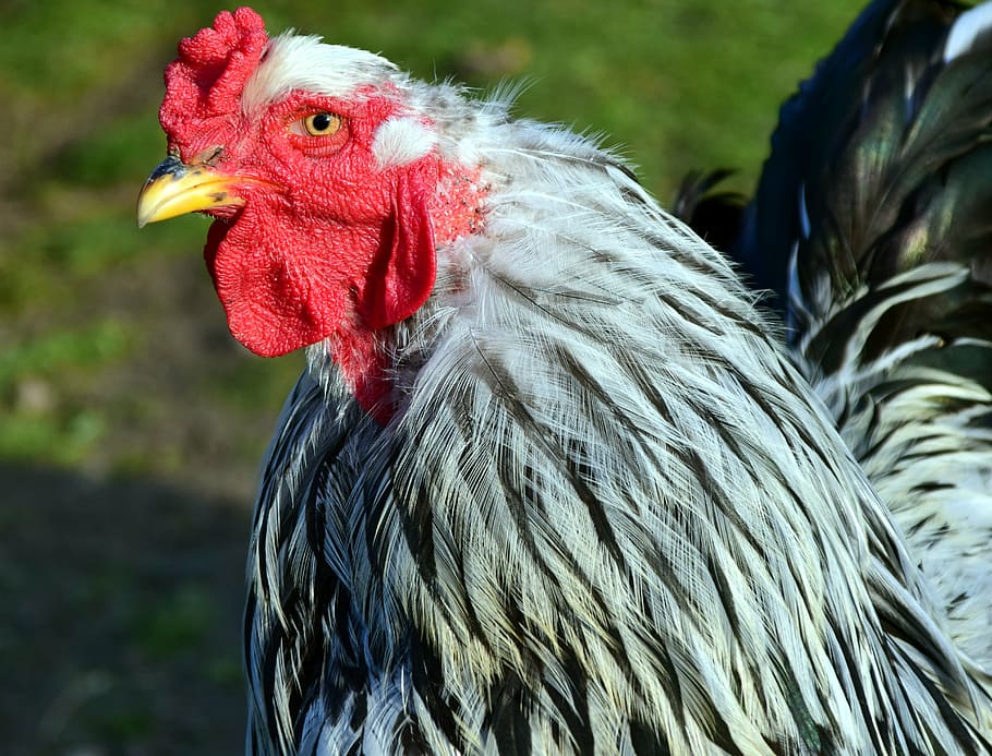 hahn, head, bill, close, poultry, animal, bird, gockel, plumage HD wallpaper