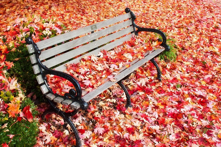 black wrought iron gray wooden bench with red maple leaves HD wallpaper