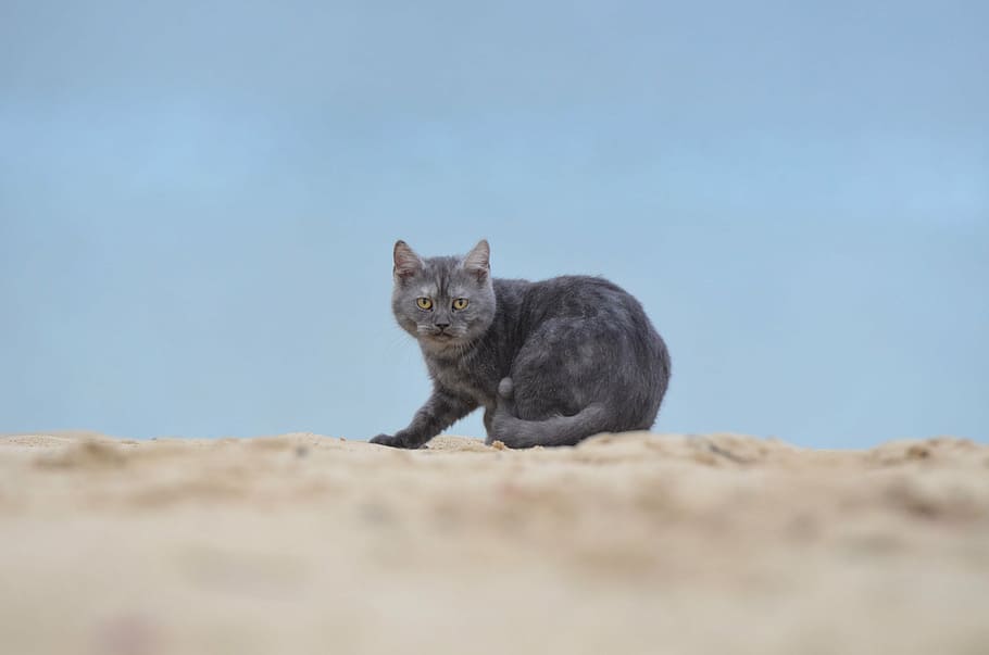 cat, beach, young cat, animal, animal themes, mammal, one animal HD wallpaper