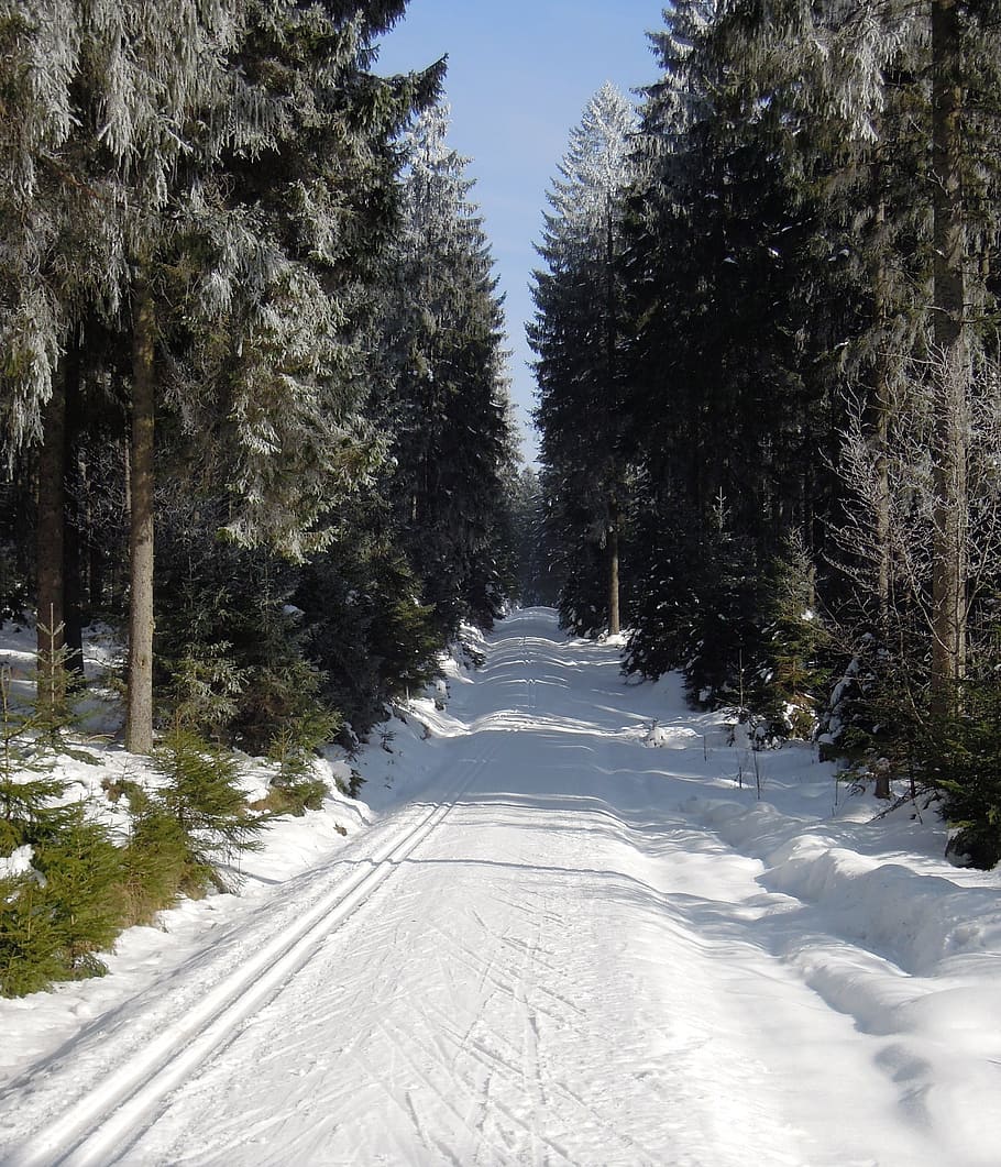 Winter, Forest Road, Snowy, cross-country skiing, cross-country ski run, HD wallpaper