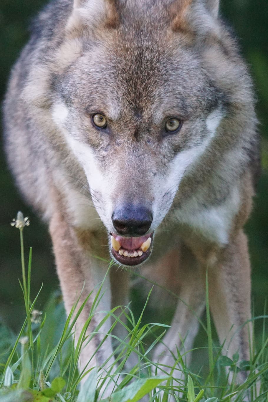 closeup photography of brown and black wolf, predator, european wolf
