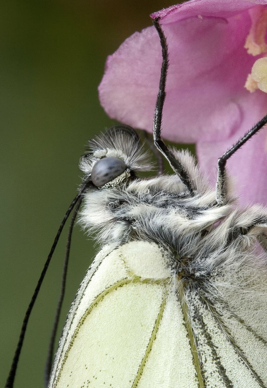 butterfly, close, mac, insect, nature, wing, antennae, summer HD wallpaper