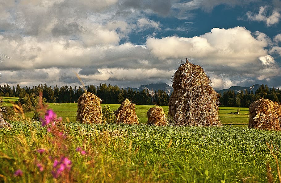 brown hays on ground at daytime, stacks, drying, grass, meadow HD wallpaper