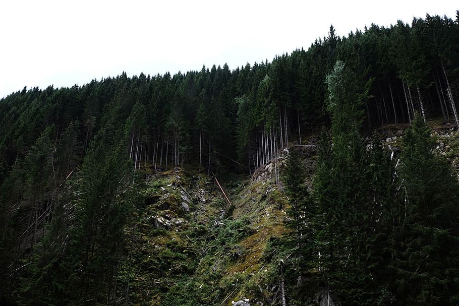 photography of green leafed tree, photography of green trees on mountain HD wallpaper
