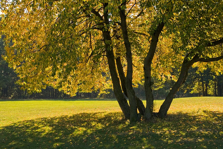 autumn tree, cherry, colourful leaves, fall, garden, nature HD wallpaper