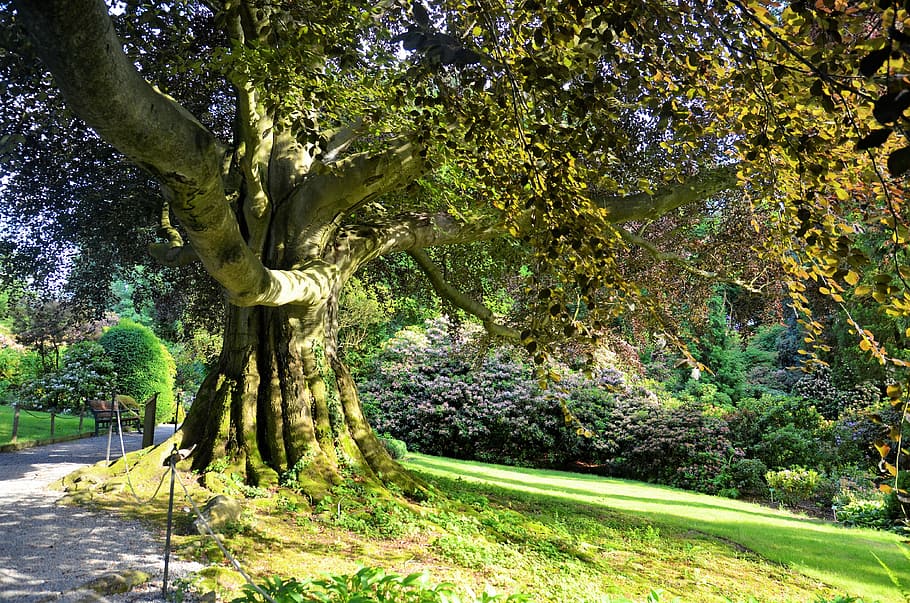 tree, nature, park, landscape, plant, growth, beauty in nature HD wallpaper