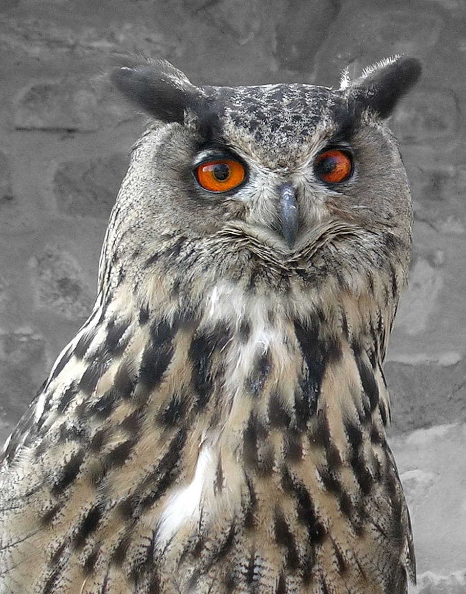 bird, prey, owl, feathers, beak, eyes, brown, black, orange HD wallpaper