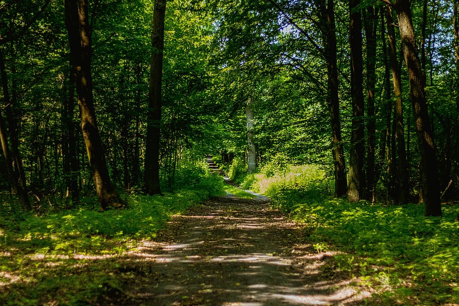 Forest, Way, Foliage, Path, the path, the road in the forest HD wallpaper