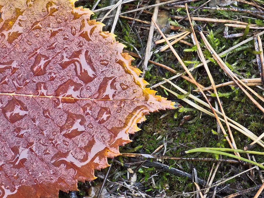 sheet, autumn, drops, rosa, rain, autumn leaves, autumn leaf HD wallpaper