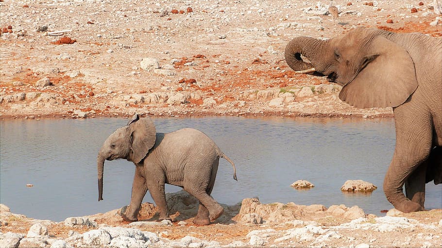 gray elephant and baby elephant walking near body of water HD wallpaper