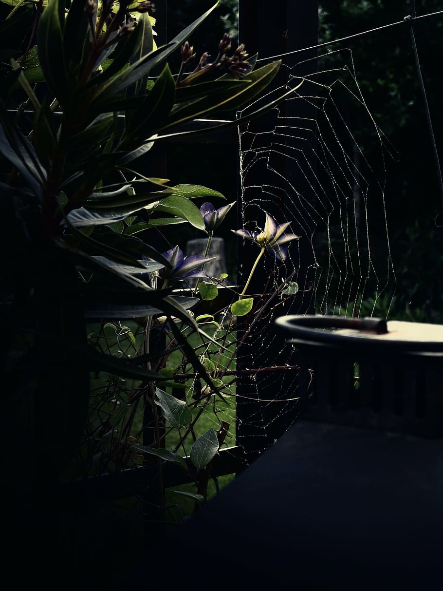 mood, nature, cobweb, network, scary, background, helloween HD wallpaper