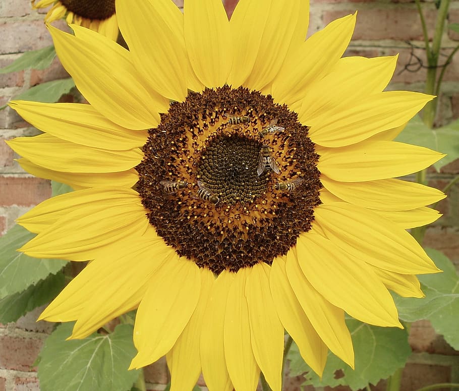 Bees, Pollinate, Sunflower, yellow, petal, fragility, flower head HD wallpaper