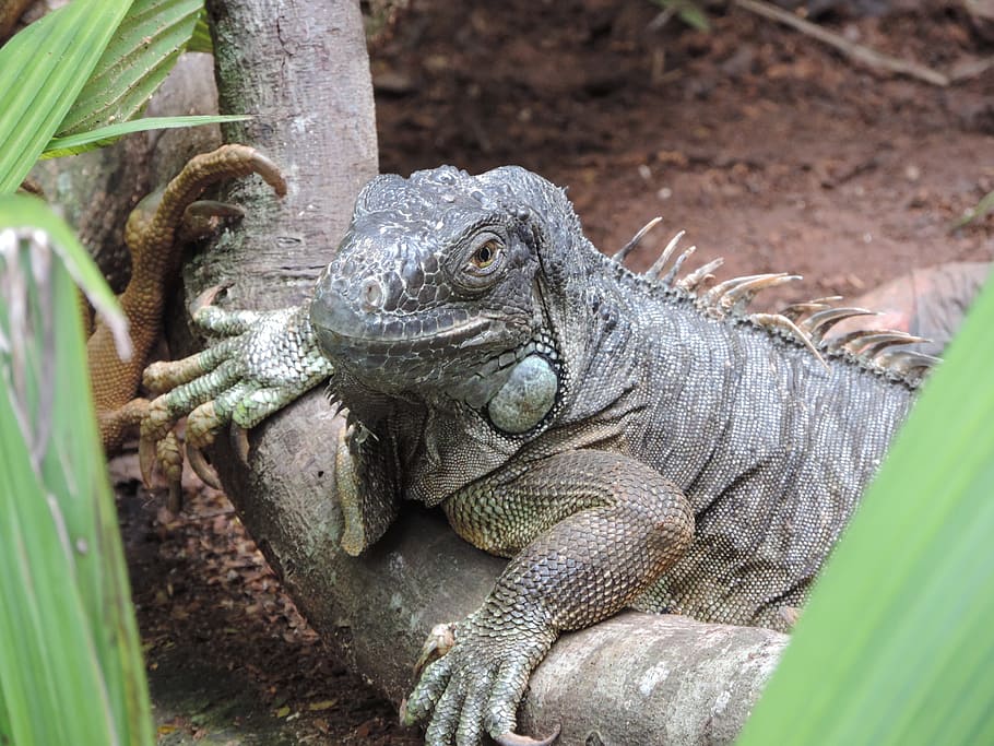 lizard, branch, animals, nature, life, animal world, reptile HD wallpaper