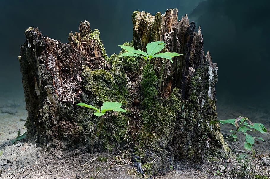green leaf plant on tree trunk, tree stump, live new, nature HD wallpaper