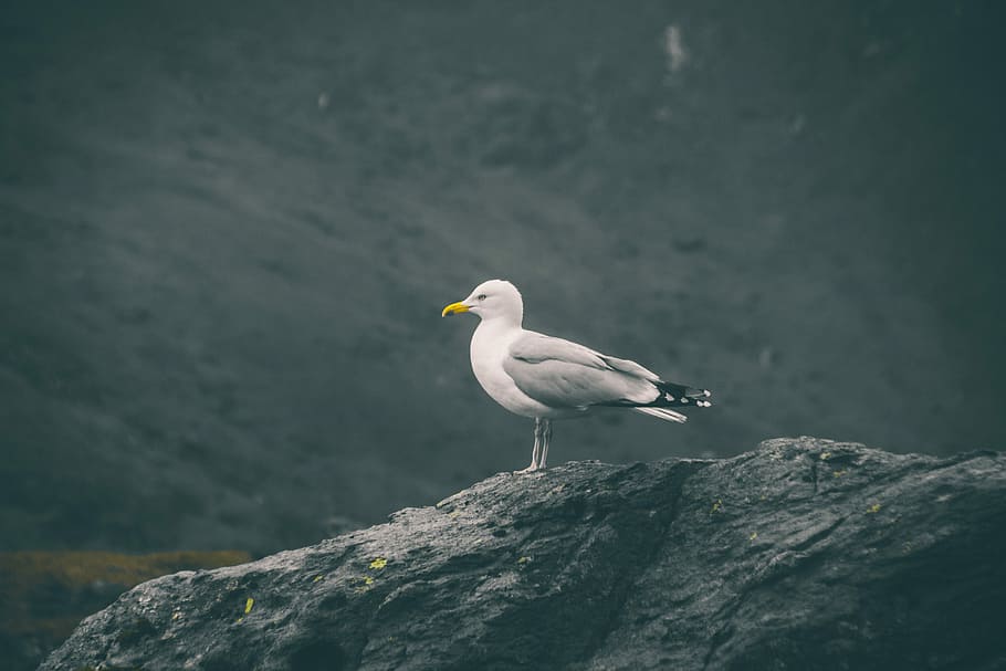 seagull resting on rock, seagull on black rock formation, sea bird