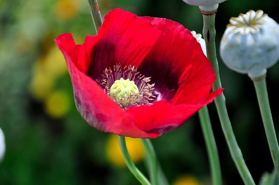 poppy, red, klatschmohn, flower, garden, field, flower meadow, HD wallpaper