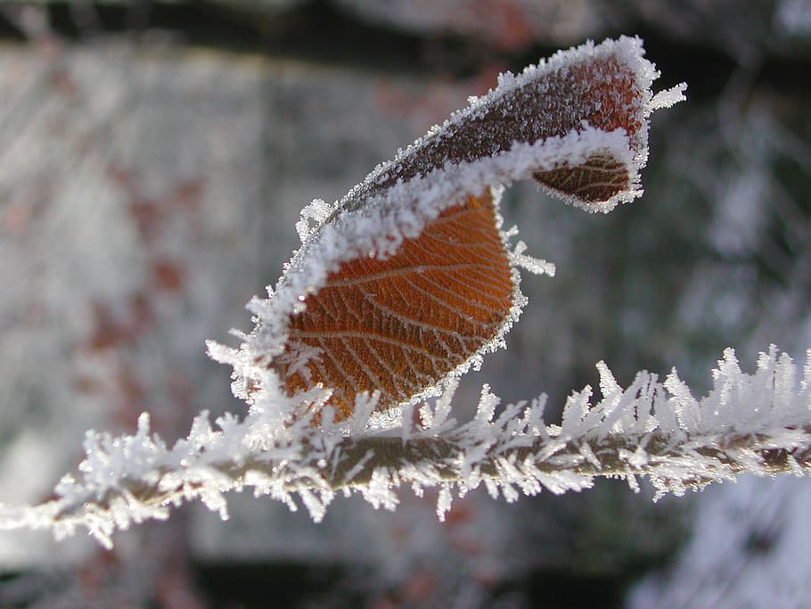 ice, leaf, frozen, winter, crystals, eiskristalle, cold temperature HD wallpaper