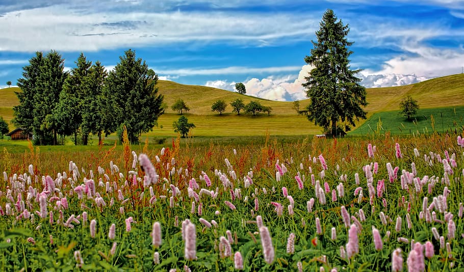 field of pink petaled flowers, pink gayfeather flowers on green grass field near mountains HD wallpaper