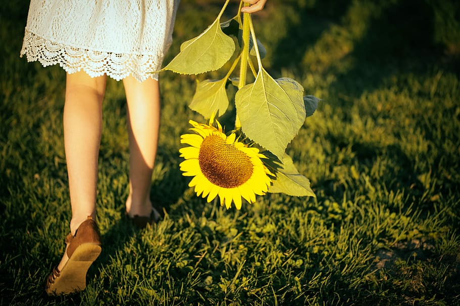 girl walking on grass field holding sunflower during day, person holding sunflower HD wallpaper