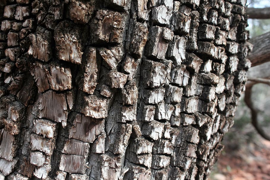 alligator juniper, tree, photo, photography, outdoor, trunk HD wallpaper