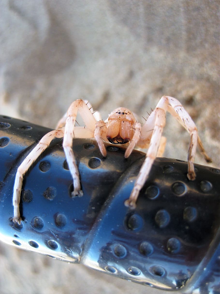 spider, spider in the namib desert, close up, close-up, animal themes