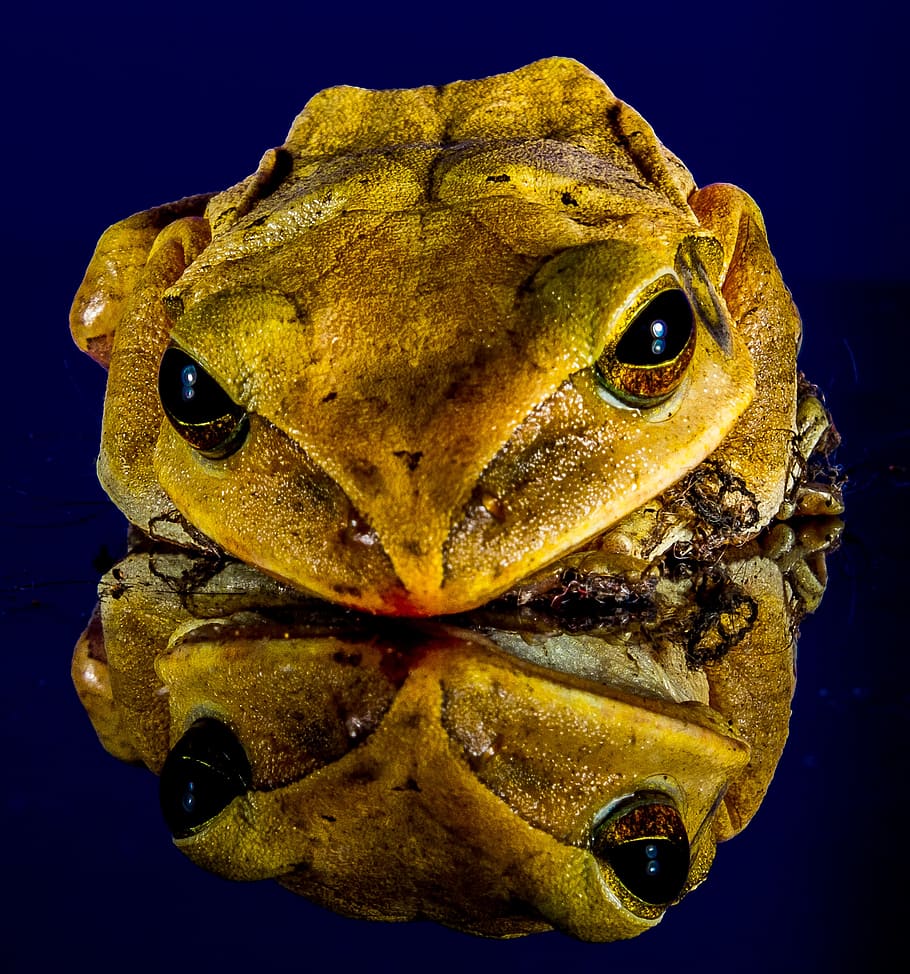 frog, close, mirror image, close-up, animal themes, one animal HD wallpaper