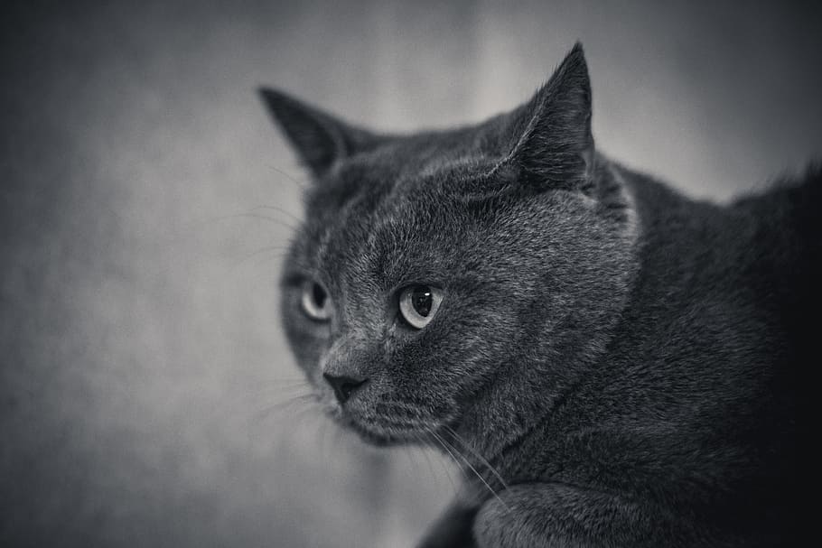 kitty, black cat, animal, animal themes, mammal, one animal HD wallpaper