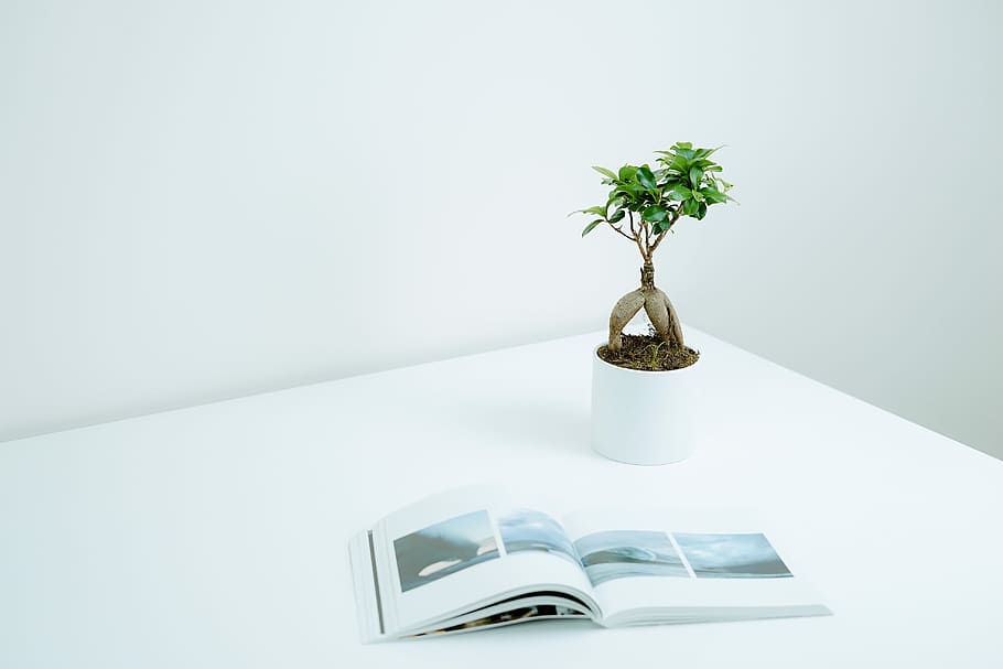 green plant in pot near book on table, opened white book near green leafed plant HD wallpaper