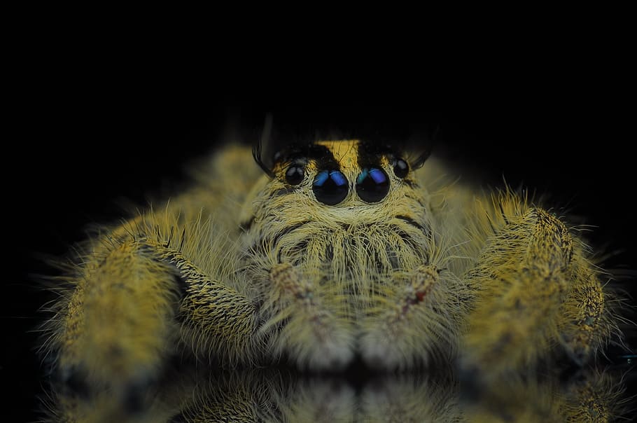 jumping spider, insects, eye, yellow, animal themes, one animal HD wallpaper