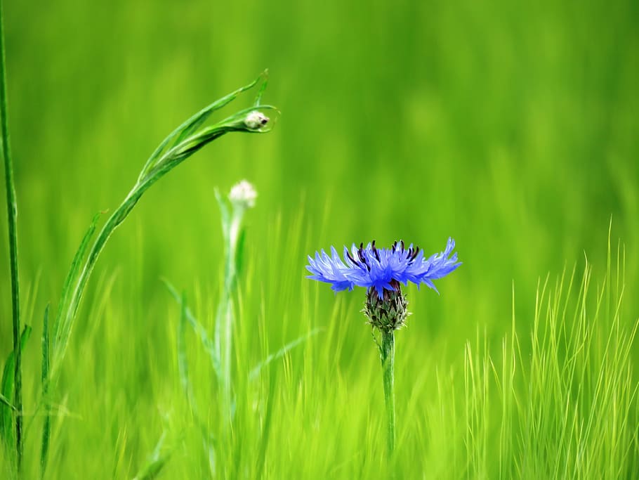 Cornflower, Blue, Blue, Blossom, Bloom, wild flowers, field HD wallpaper