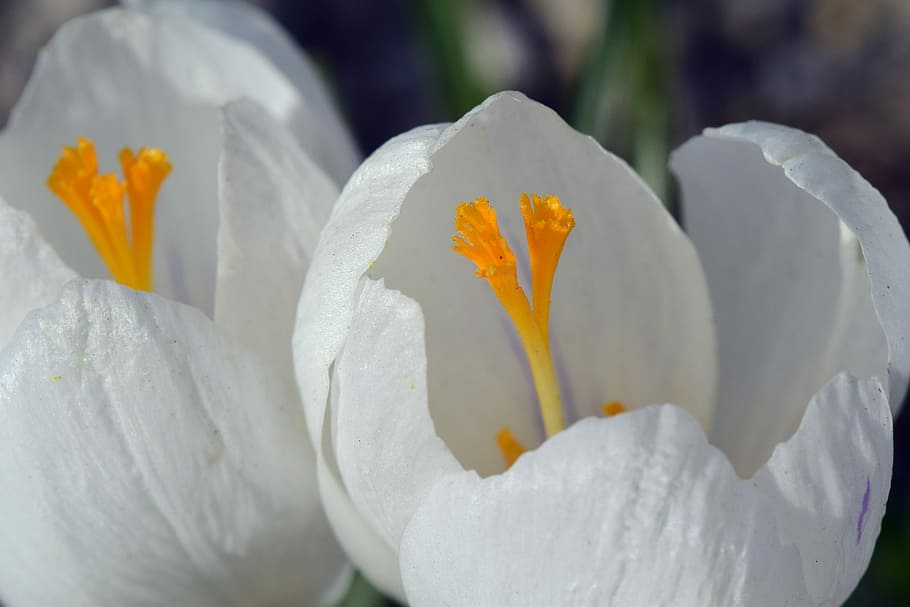 crocus, white, blossom, bloom, close, stamp, pistil, yellow HD wallpaper