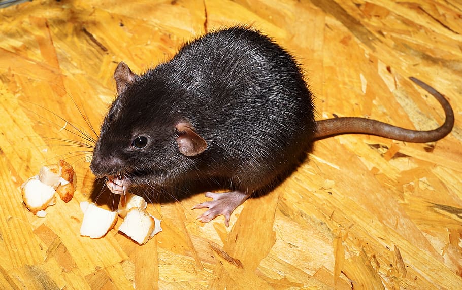 black rat eating food, color rat, dear, tame, shiny, fur, animal portrait, HD wallpaper