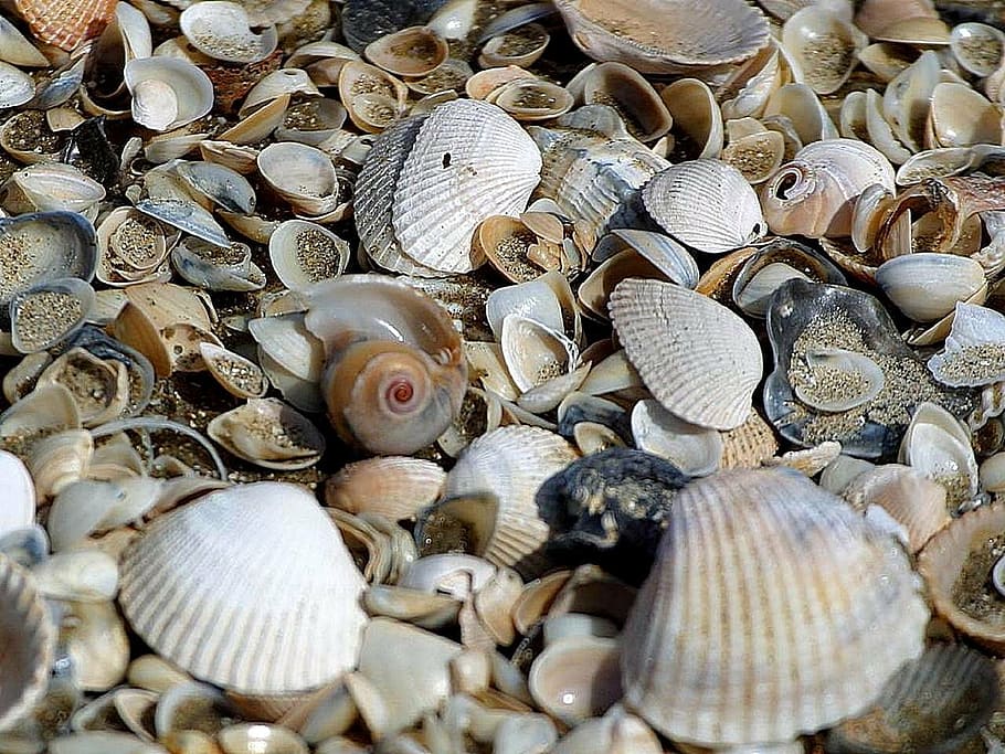 sand, beachs, clams, shells, beaches, landscapes, nature, full frame HD wallpaper