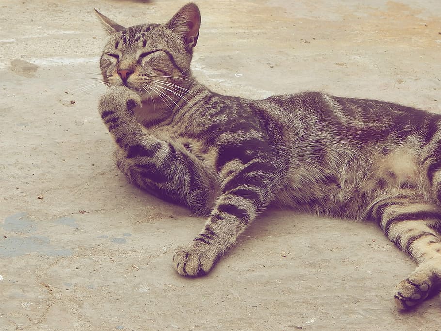 cat, pet, thinking, domestic Cat, animal, pets, cute, feline HD wallpaper