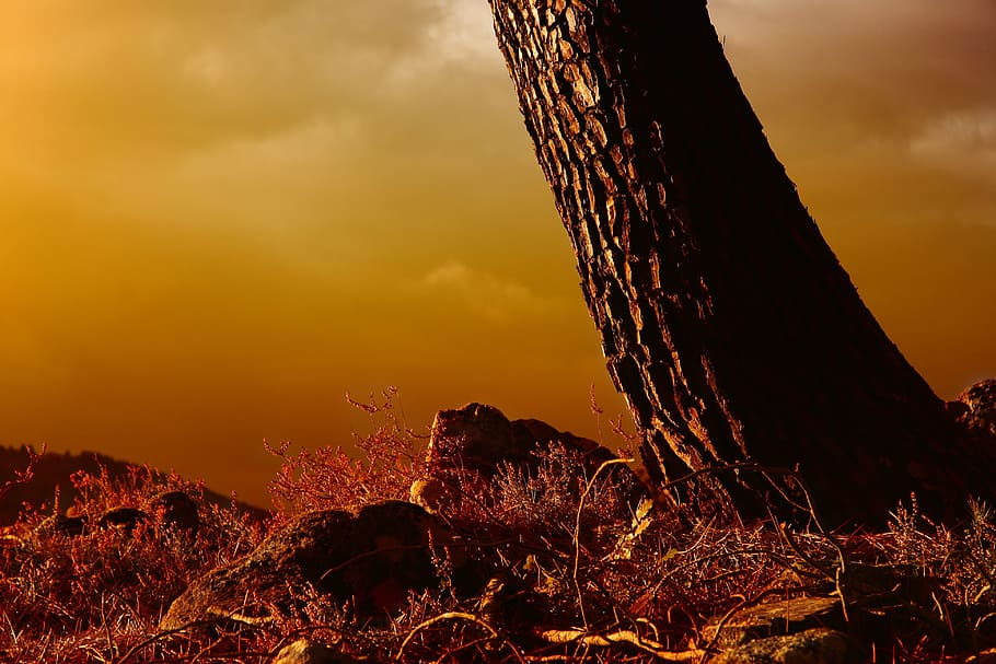 brown tree under cloudy sky, sunset, nature, landscape, twilight HD wallpaper
