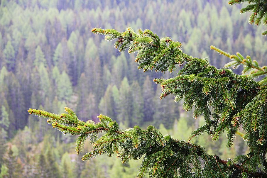 Forest, Branch, Aesthetic, Tree, green, nature, needles, pine needles HD wallpaper