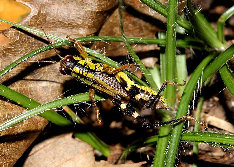 grasshopper, insect, small, invertebrate, animal themes, animals in the wild HD wallpaper