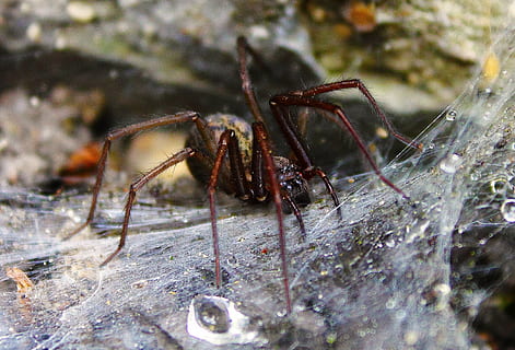 spider, cobweb, nature, scary, monster, spiders, network, spring HD wallpaper