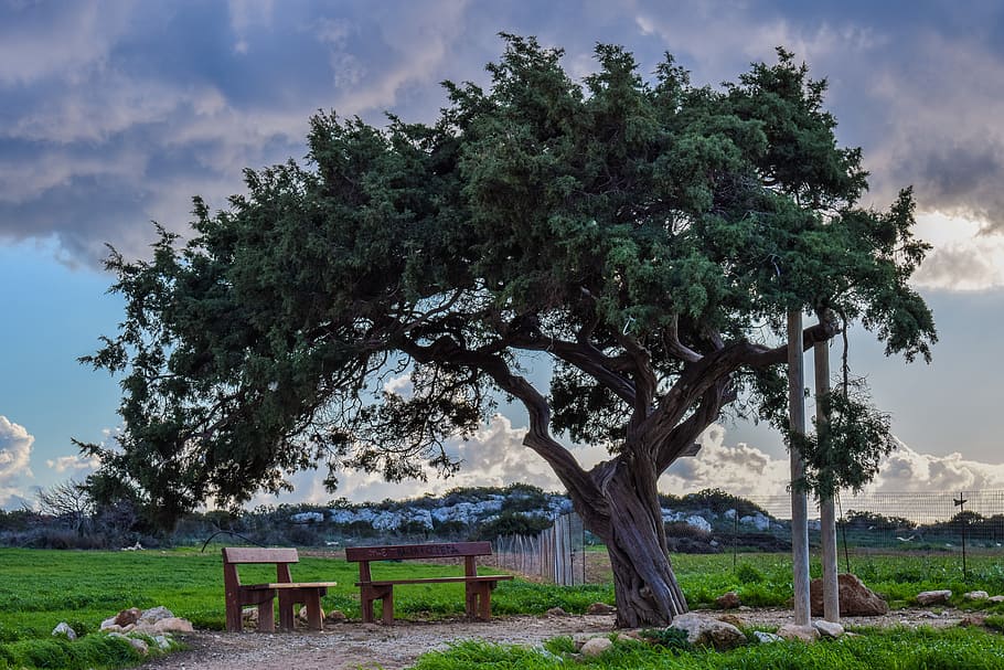 cyprus, cavo greko, tree, lonely, landscape, nature, sky, clouds HD wallpaper