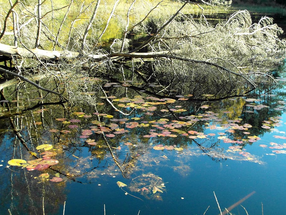 tree, pond, mirroring, emerge, autumn, forest, colorful, yellow HD wallpaper