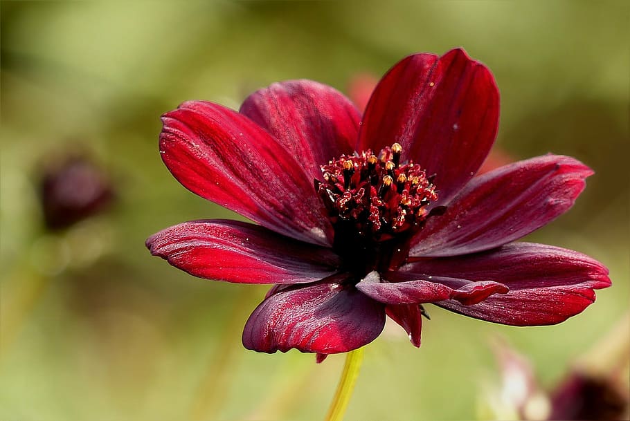 closeup photography of red cosmos flower, chocolate flower HD wallpaper