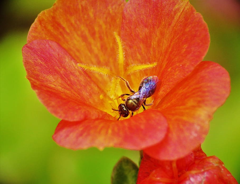 insect, tiny bee, rust and yellow flower, macro, flowering plant HD wallpaper