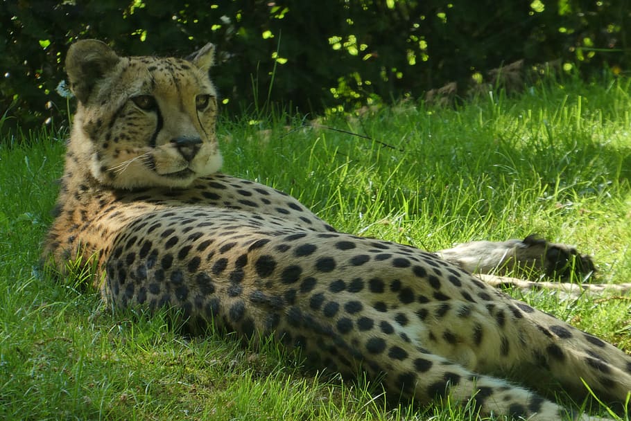 cheetah, predator, zoo, planckendael, belgium, watch, lurk