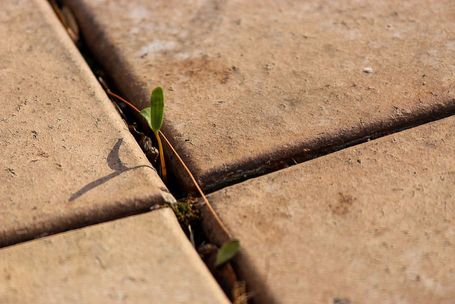 green plant, paving, bud, cross, pattern, paved, crack, leaf HD wallpaper