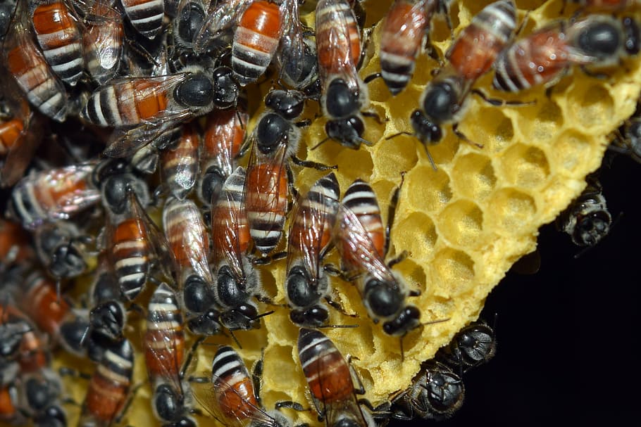 the hive, insects, natural, beehive, large group of animals, HD wallpaper