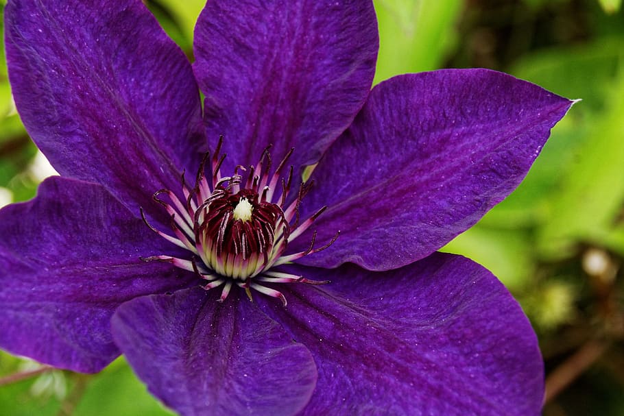 Clematis, Violet, Blossom, Bloom, Flower, close, purple, flora HD wallpaper