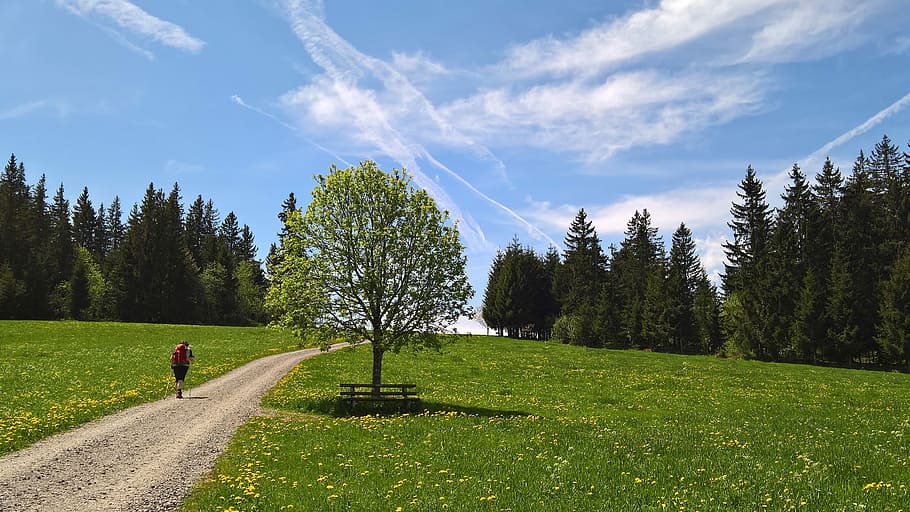 Spring, Hiking, Direction, hope, tree, one person, one woman only HD wallpaper