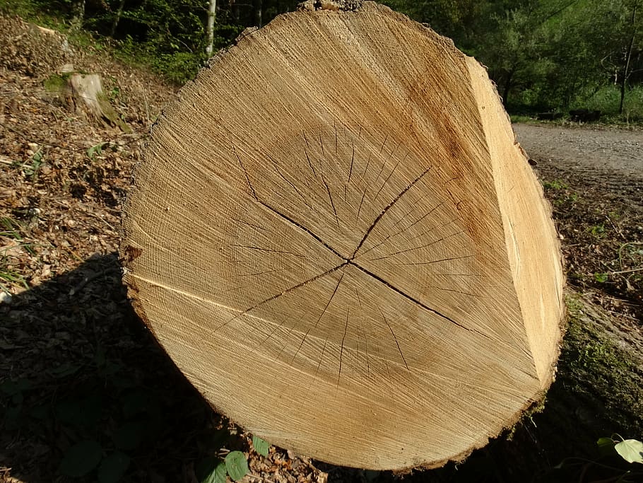 wood, trees, structure, cracked, forest, like, logging, section HD wallpaper