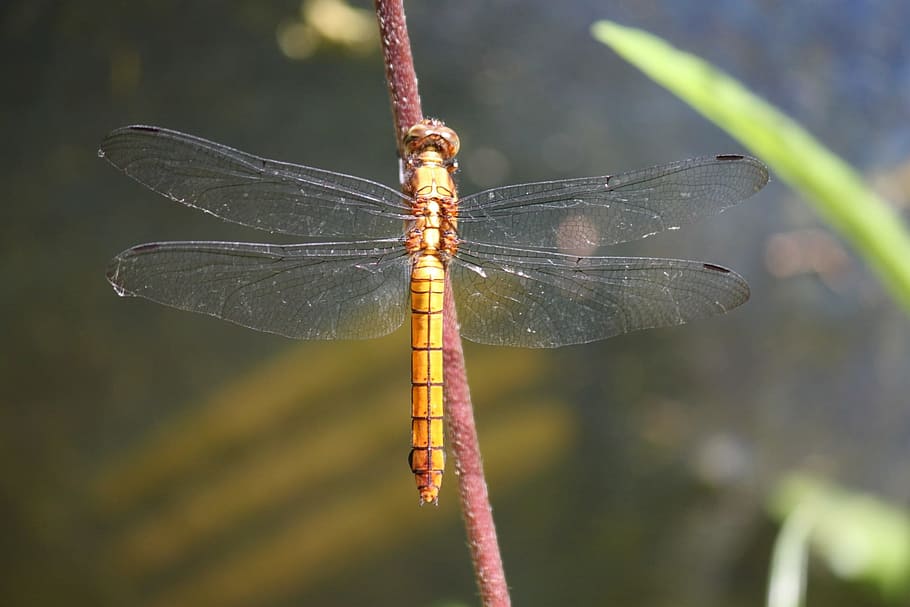 Dragonfly, Yellow, Insects, Bugs, gardens, still life, outdoors HD wallpaper