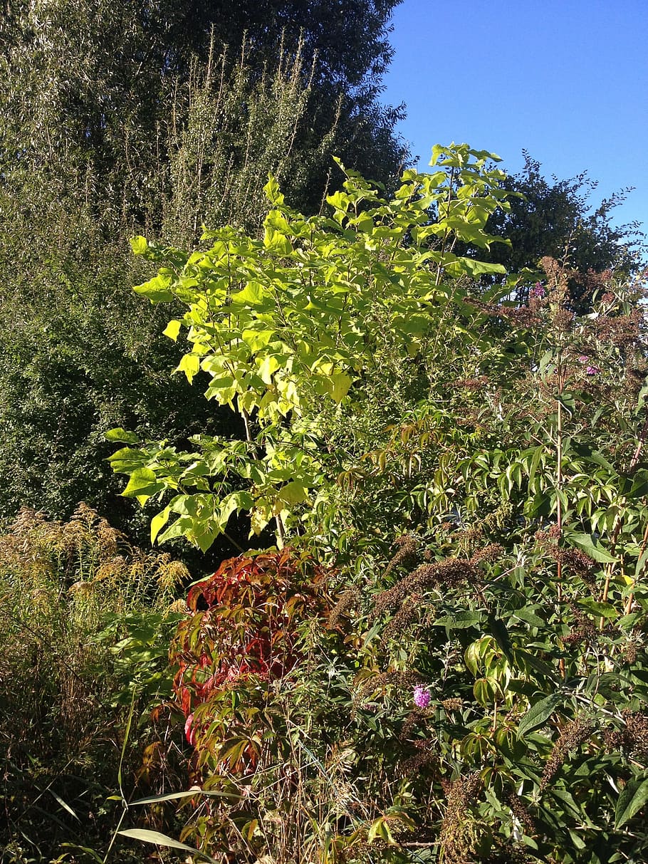Shrubs, Bushes, Nature, Fall, Scenery, outside, tree, leaf HD wallpaper